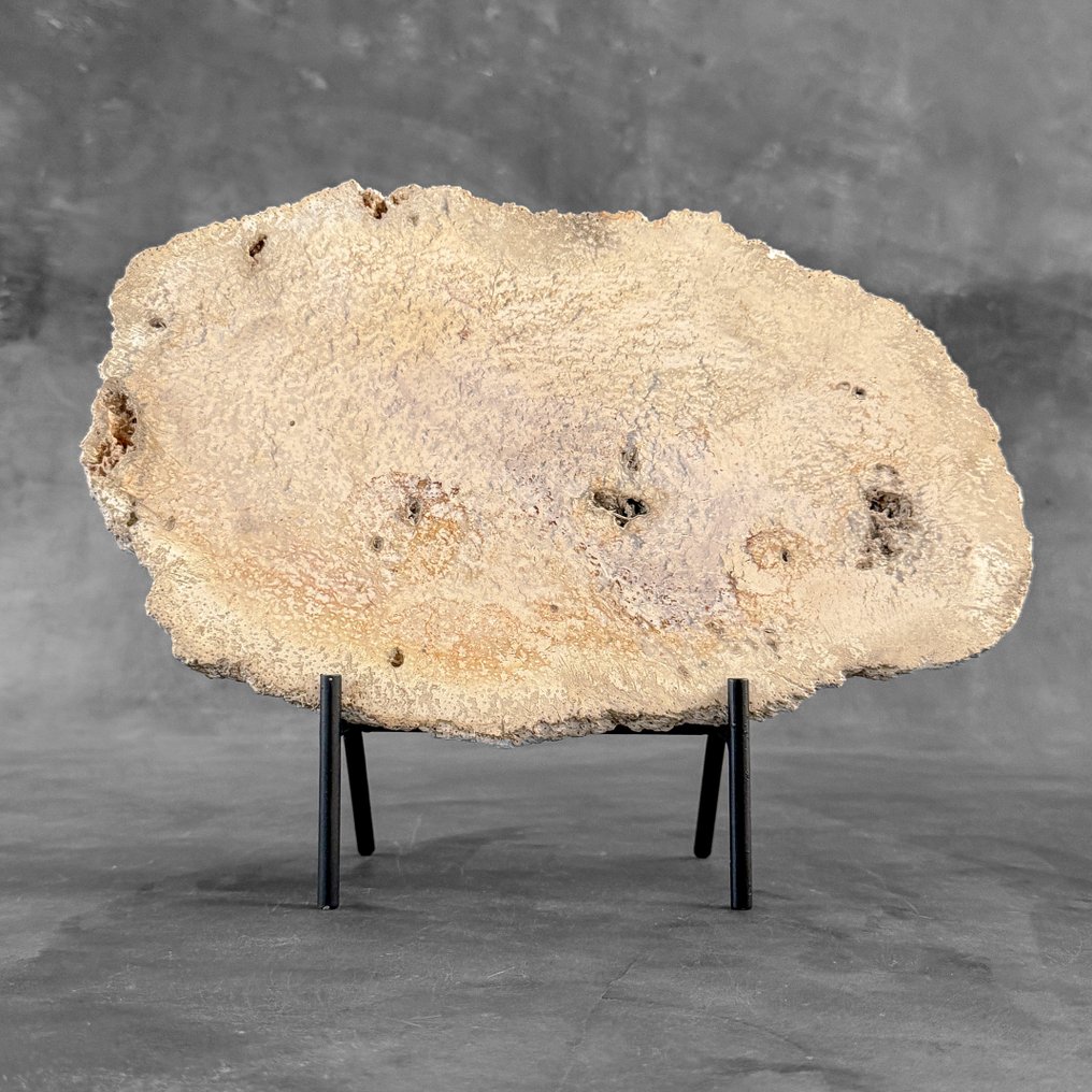 Wonderful Petrified Palm Root slice on a custom stand - Fossilised wood - Palma Fossile (No Reserve Price) #2.1