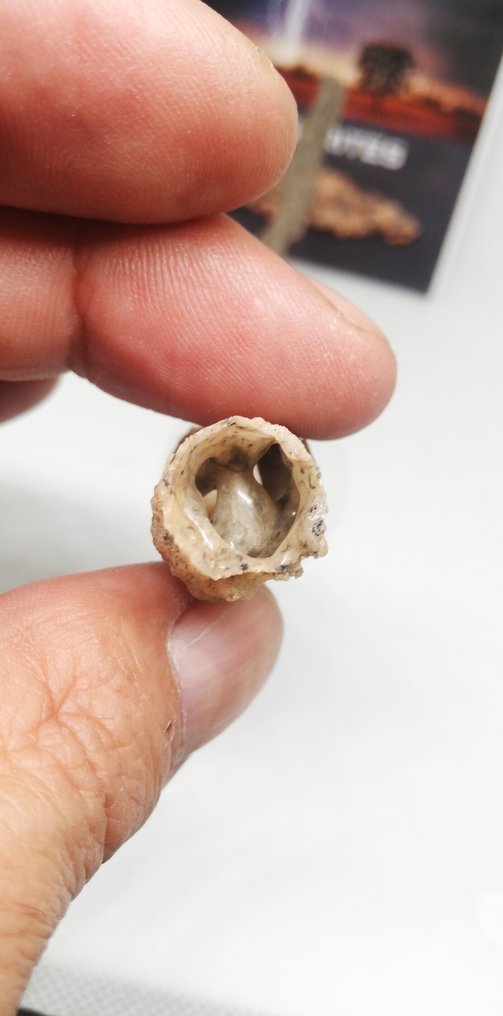 8 霹雳石（雷击影响）。Léchateliérite。（无底价） - 37 g #3.2