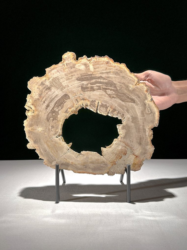 令人惊叹的化石木片，放置在定制底座上。 - 化石木材  (沒有保留價) #1.0