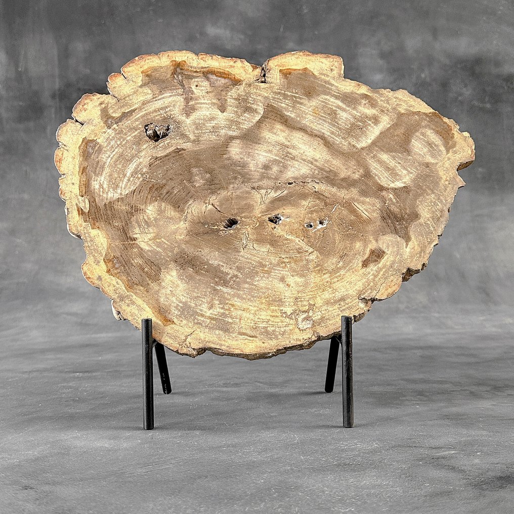 Stunning Slice of Petrified Wood on a custom stand - Fossilised wood (No Reserve Price) #2.1