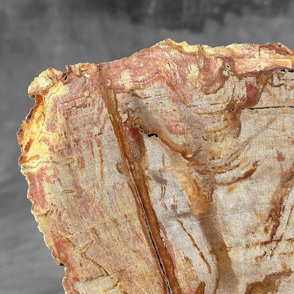 令人惊叹的化石木片，放置在定制底座上。 - 化石木材  (沒有保留價) #3.2