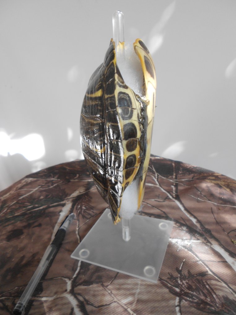 Tartaruga di Fiume Carapace - Tortue de Floride (Emidés) Trachemys scripta elegans appelée aussi Tortue à tempes rouge - 7 cm - 14 cm - 18 cm - Specie non CITES - 1 #4.3