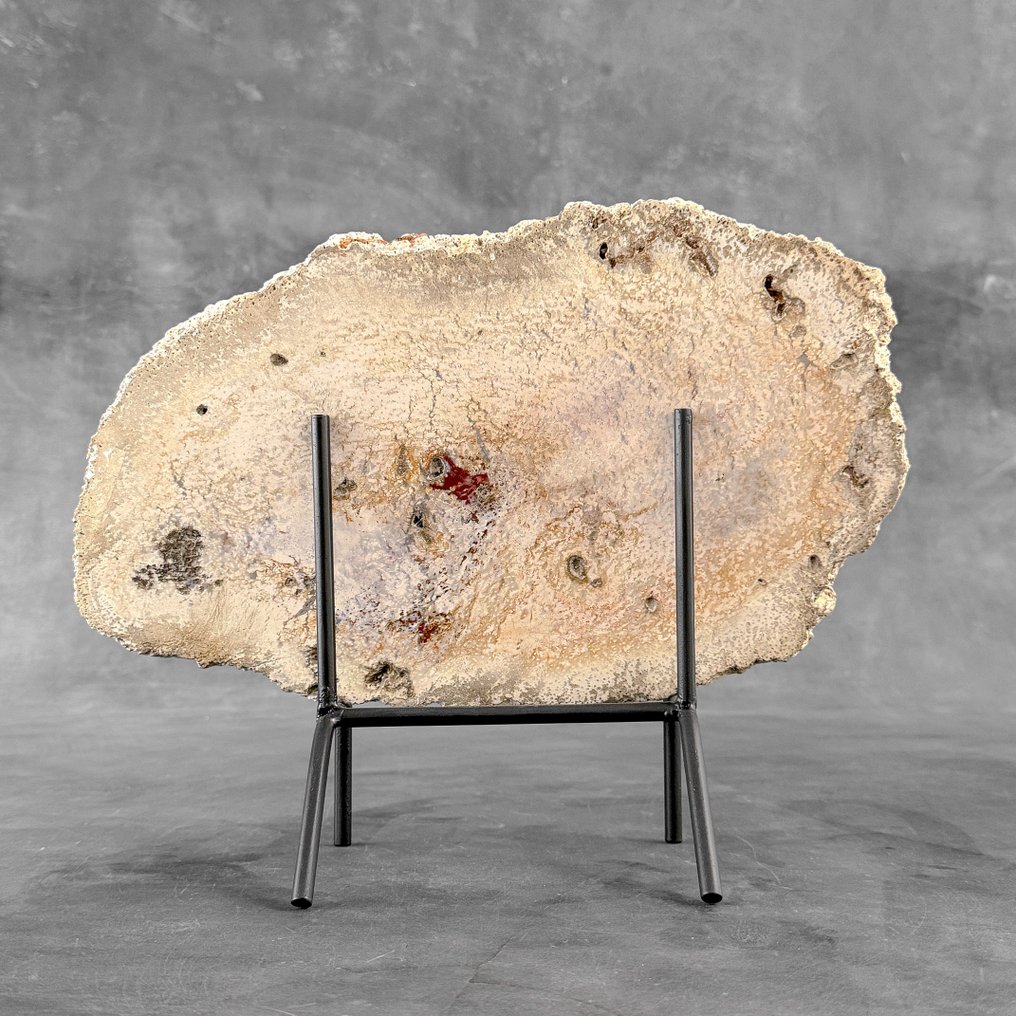 Wonderful Petrified Palm Root slice on a custom stand - Fossilised wood - Palma Fossile (No Reserve Price) #1.0