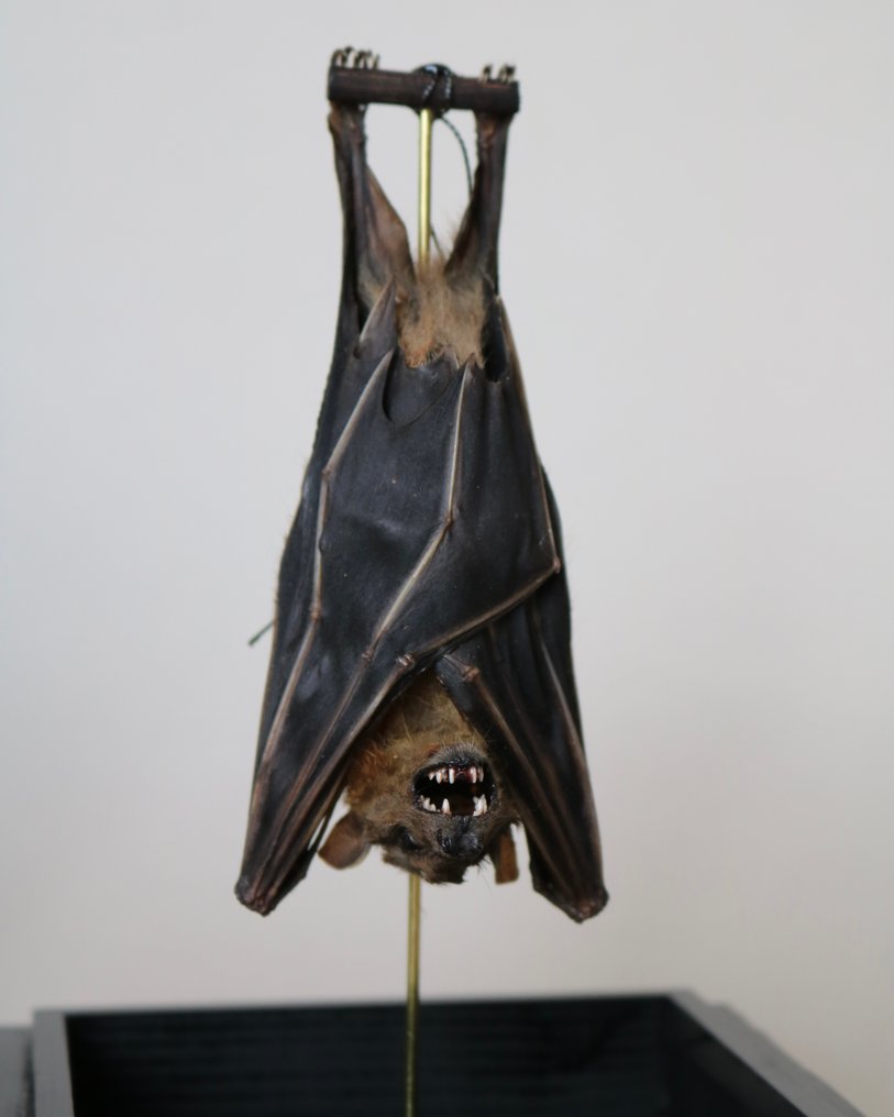 Pipistrello Allestimento tassidermico a corpo intero - Tylonycteris pachypus - 23 cm - 14 cm - 14 cm - Specie non CITES - 1 #4.3