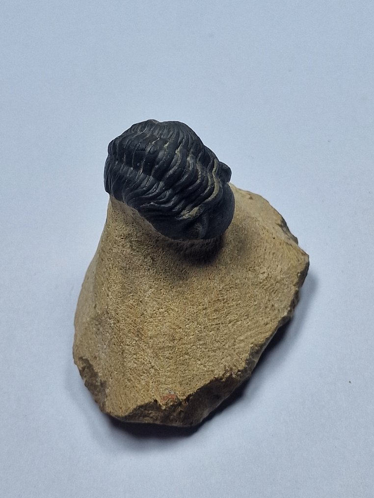 Trilobiet - Gefossiliseerd dier - Phacops - 6 cm  (Zonder Minimumprijs) #1.0