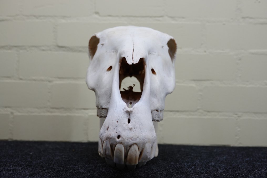Plains Zebra Skull - Equus quagga - 20 cm - 27 cm - 48 cm- Non-CITES species #4.3