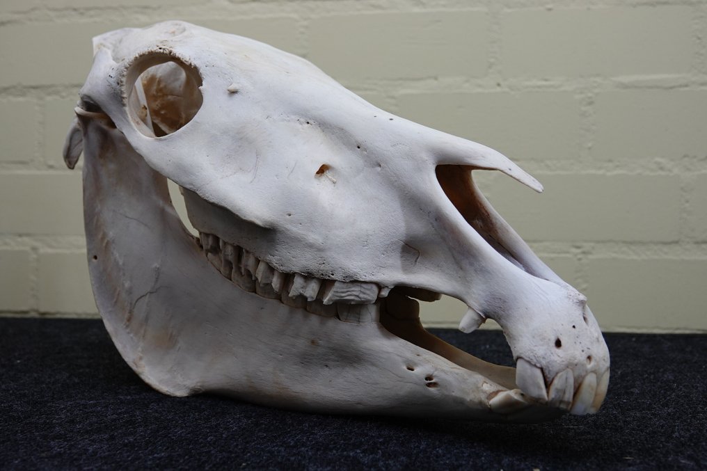 Plains Zebra Skull - Equus quagga - 20 cm - 27 cm - 48 cm- Non-CITES species #3.2