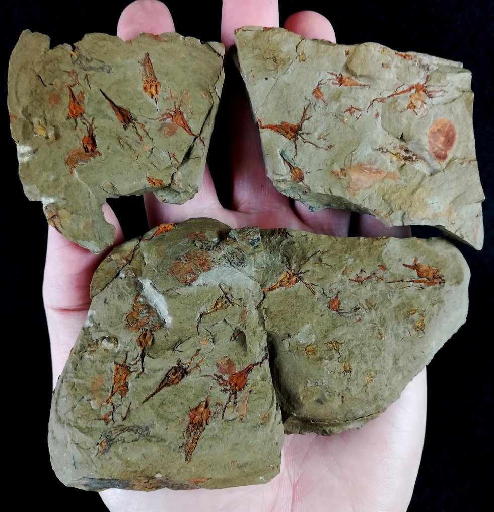 Primitive echinoderms - Eocrinoidea!!! - Fossilised animal - Rhopalocystis fraga (Chauvel, 1971) - 11 cm - 7 cm #1.0