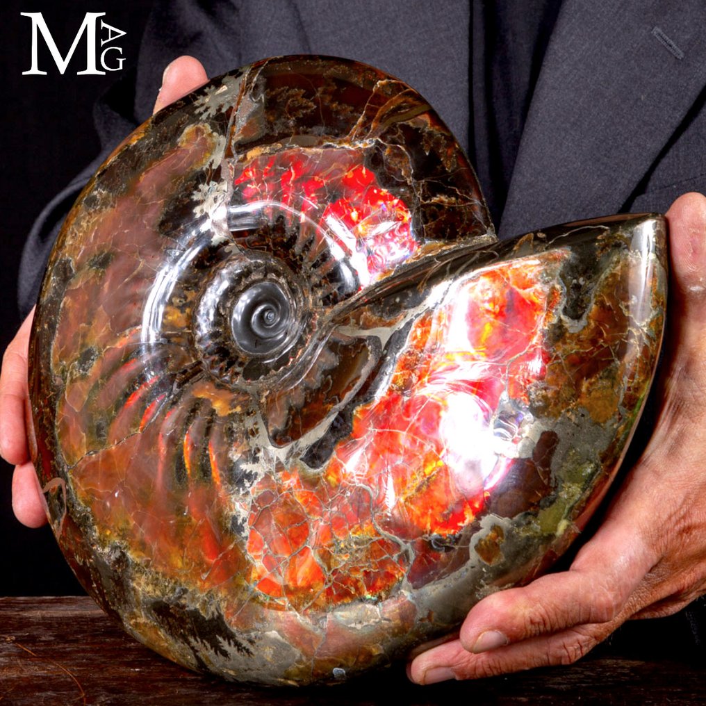 超级棒！！！这是菊石中的“劳斯莱斯” Craspedodiscus discofalcatus（俄罗斯，乌里扬诺夫斯克） - 高度: 295 mm - 宽度: 255 mm- 5870 g #3.2