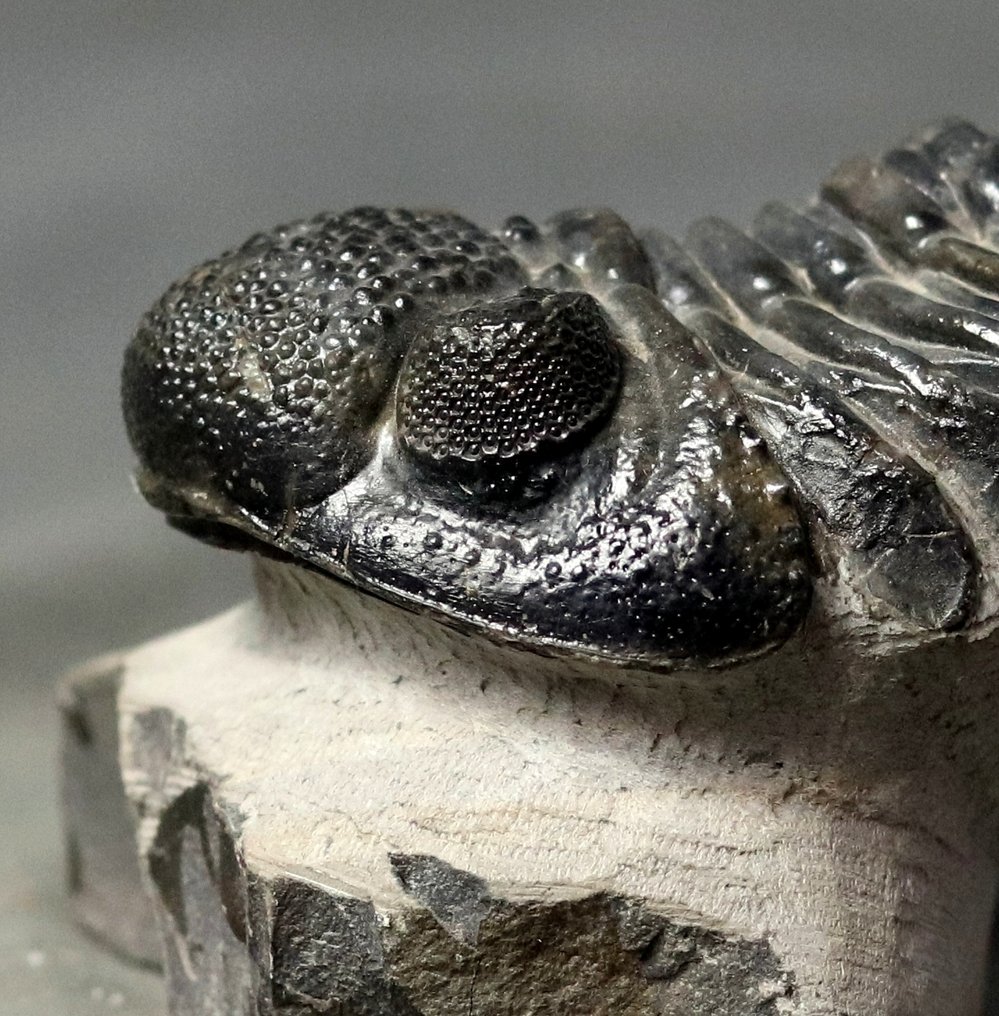 Un grande trilobite fossile (11,5 cm se esteso) - Animale fossilizzato - Drotops megalomanicus #2.1