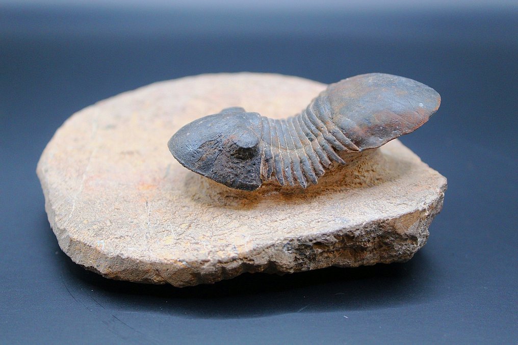 Trilobite - Fossil matrix - Paralejurus  (Fără preț de rezervă) #2.1