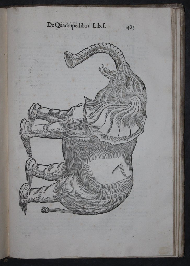 Ulisse Aldrovandi - [Zoology] De quadrupedibus solidipedibus volumen integrum - 1639-1648 #1.0