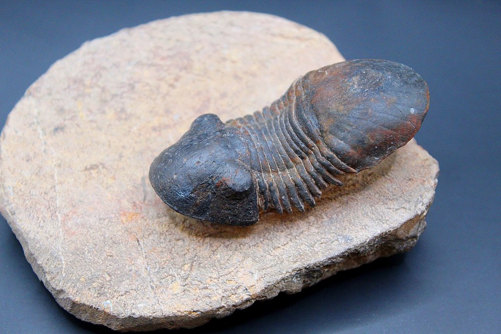 Trilobite - Fossil matrix - Paralejurus  (Fără preț de rezervă) #3.2