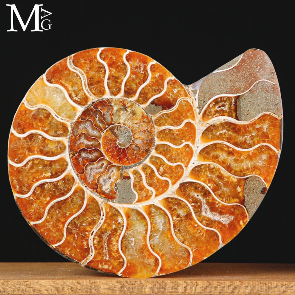 Prehistoric Elegance: Cleoniceras Sectioned - Fascinating Fossilized Ammonite - Base - Height: 400 mm - Width: 165 mm- 1611 g #2.1