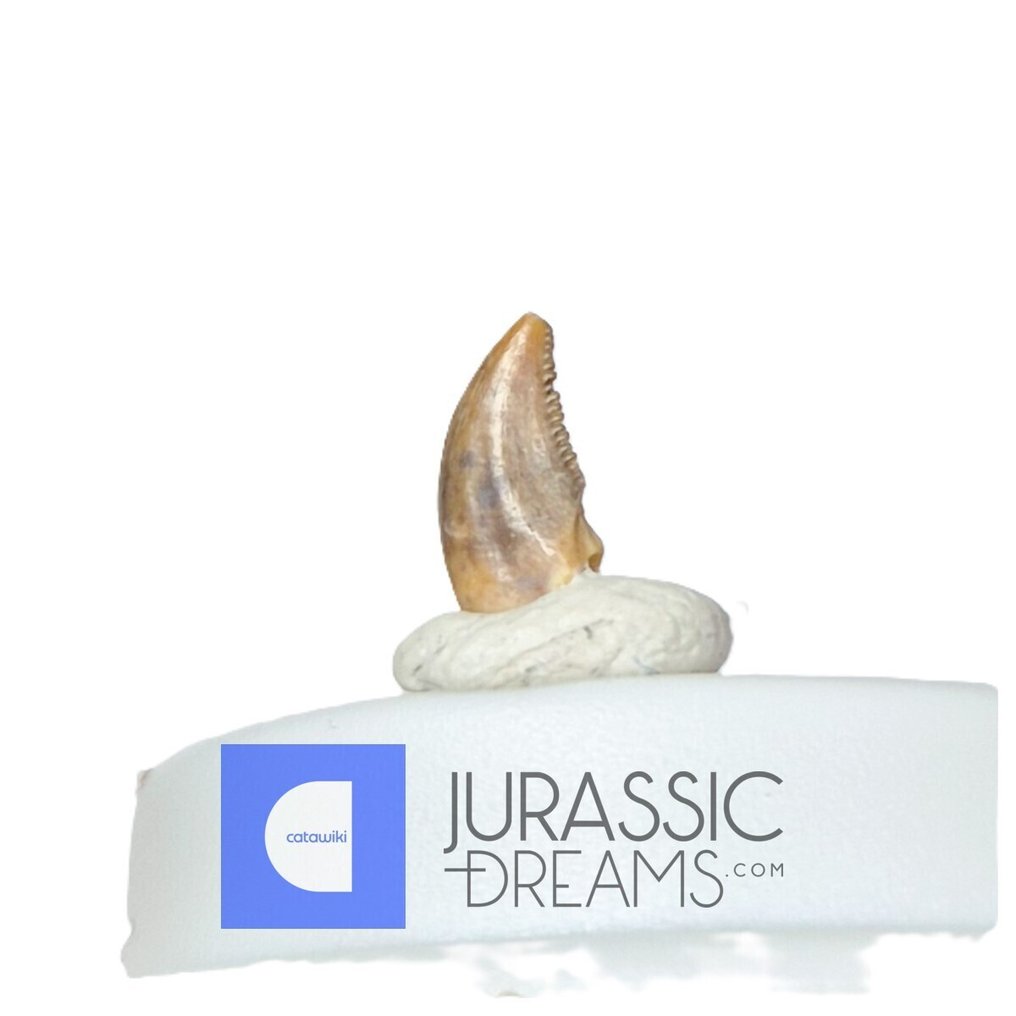 Απολιθωμένο δόντι - Top Rare Acheroraptor temertyorum (Dromaeosaurid Raptor Theropod) Dinosaur Tooth - Lance Creek Fm #1.0