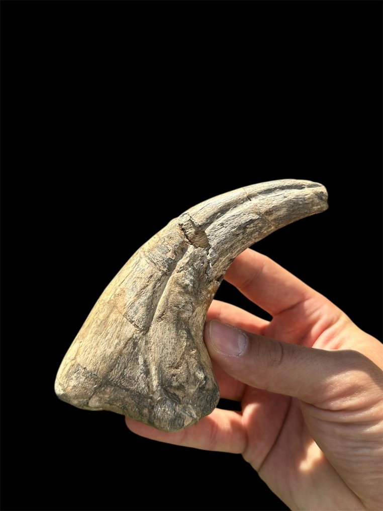 Dinosaurie - Fossiliserad klo - Suchomimus Tenerensis - 16.5 cm - 7 cm #1.0