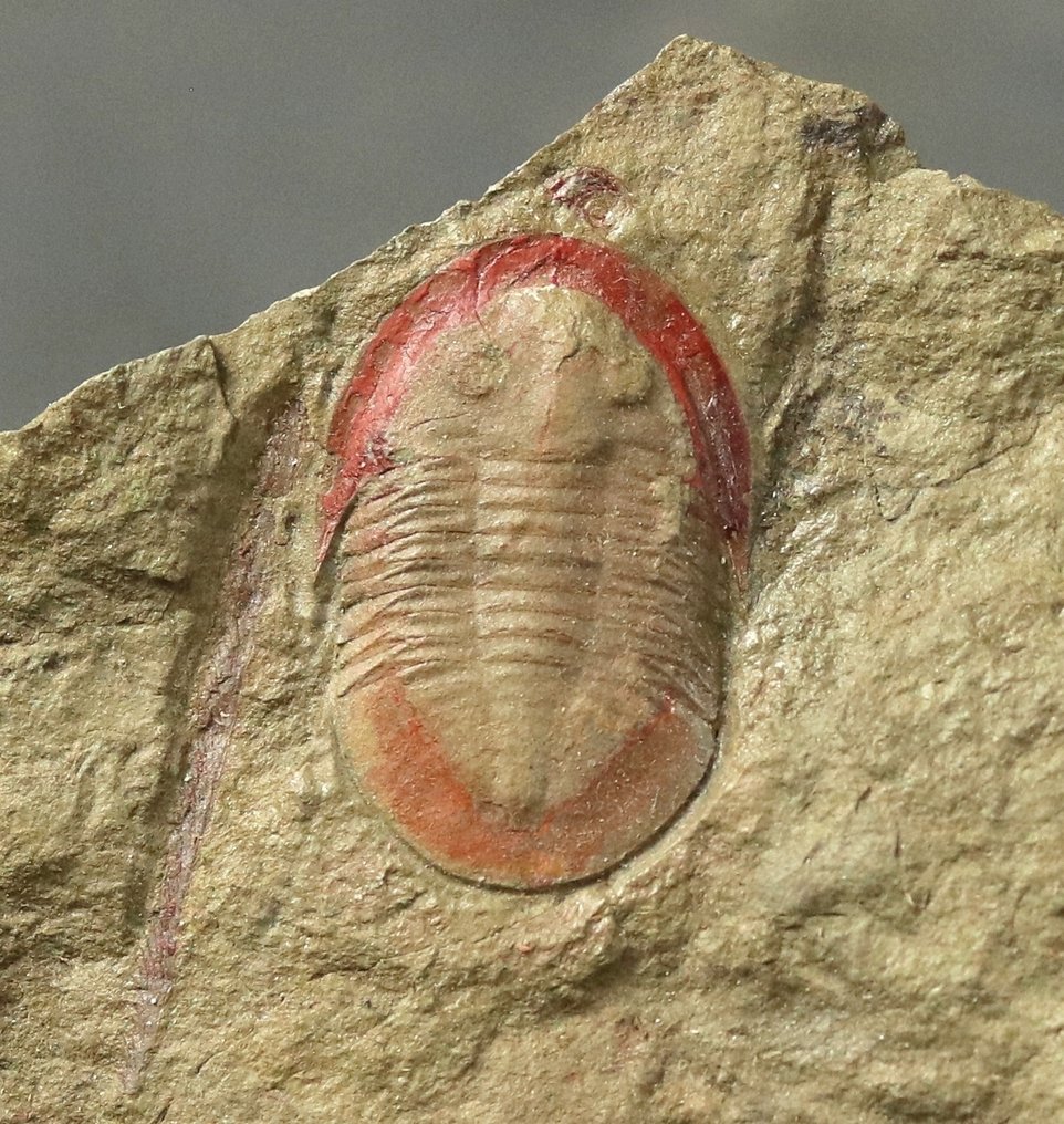 Finest quality trilobite fossil - Negative and positive part - Fossilised animal - Asaphellus fezouatensis - 10.4 cm - 10.7 cm #1.0