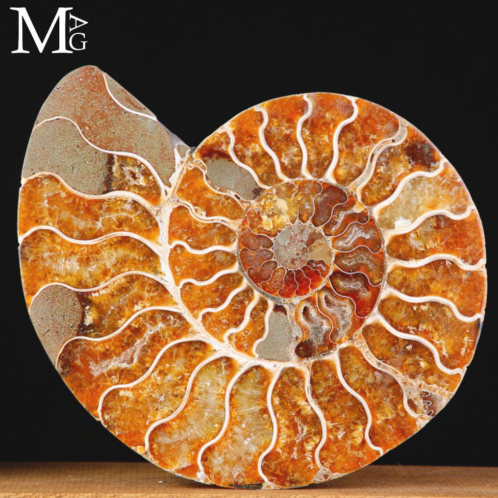 Prehistoric Elegance: Cleoniceras Sectioned - Fascinating Fossilized Ammonite - Base - Height: 400 mm - Width: 165 mm- 1611 g #3.2