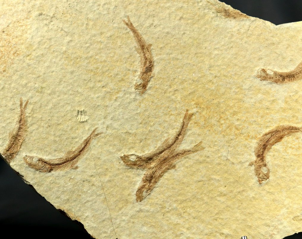 Outstanding fossil fish assemblage - Extremely well detailed - Fossilised animal - Leptolepides sprattiformis - 37 cm - 25 cm #1.0