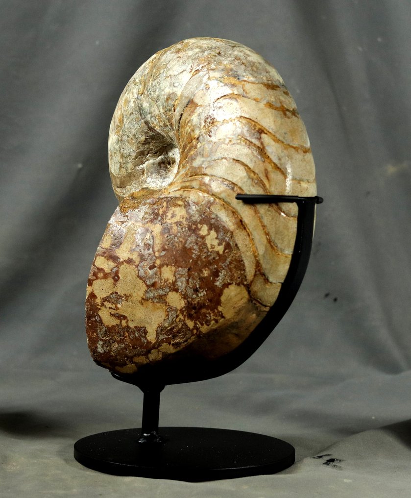 精细的鹦鹉螺，带有 calcit - 两面已清洁 - 放置在定制支架上。 - 動物化石 - Cenoceras arariformis ( 26 cm ) #3.2