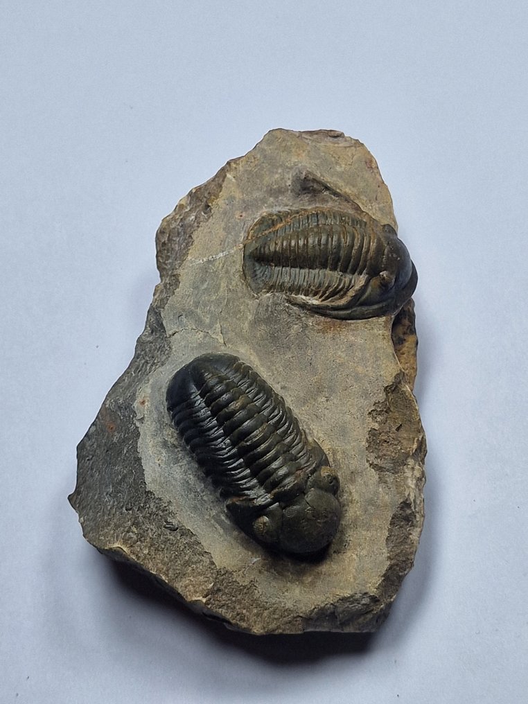 Trilobit - Tierfossil - reedops chepalotes/Diademaproetus praecurso - 10 cm #1.0