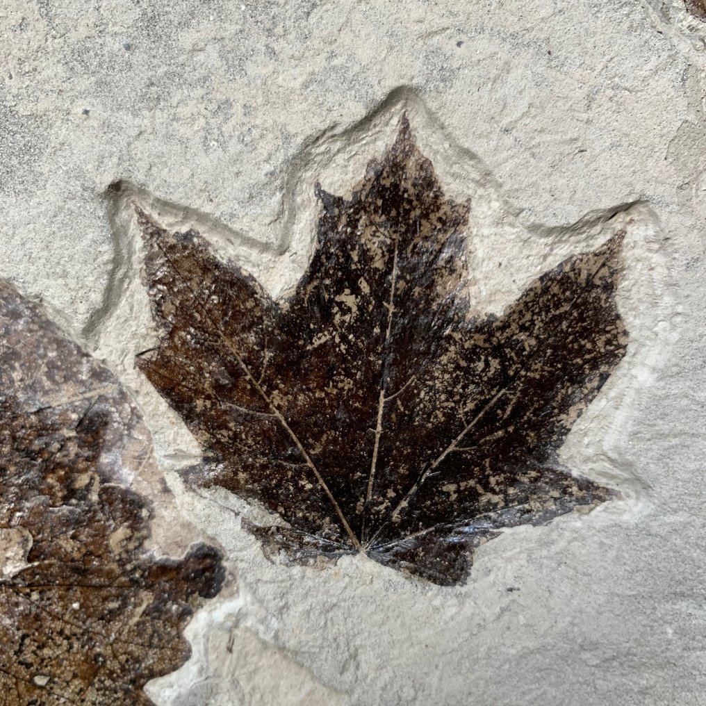 Fossile Blätter - Fossilplattenmatrix - Foglie fossili - 30 cm - 24 cm #1.0