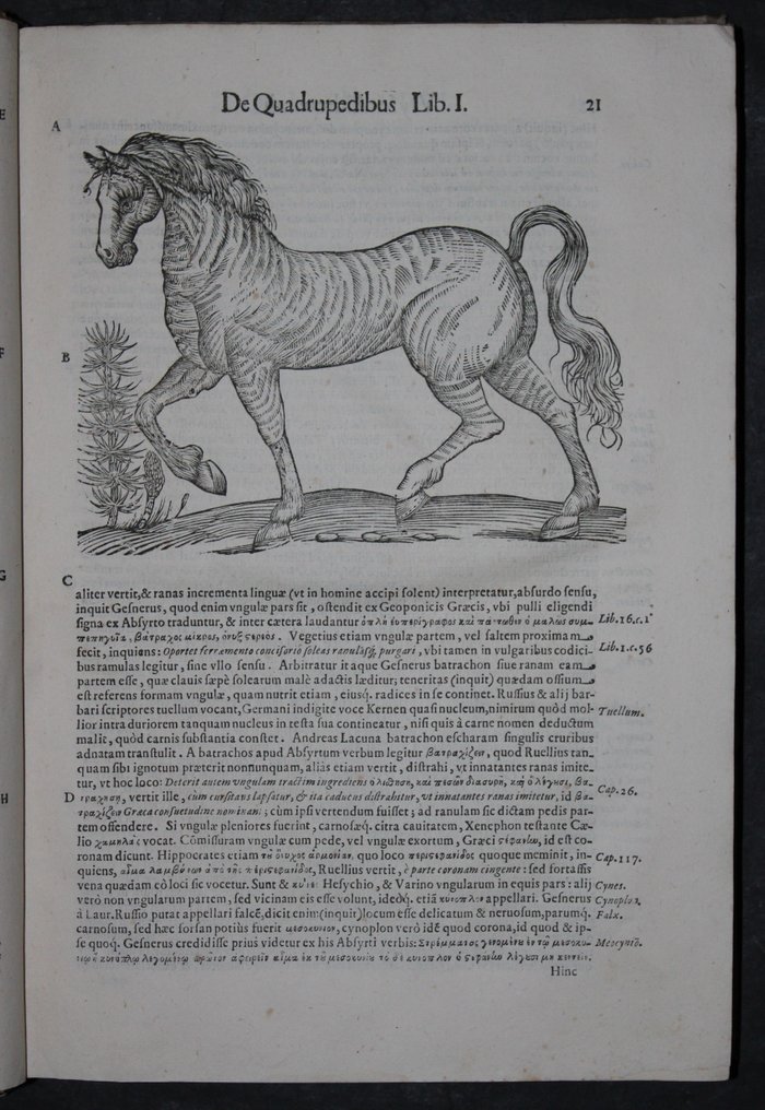 Ulisse Aldrovandi - [Zoology] De quadrupedibus solidipedibus volumen integrum - 1639-1648 #3.2