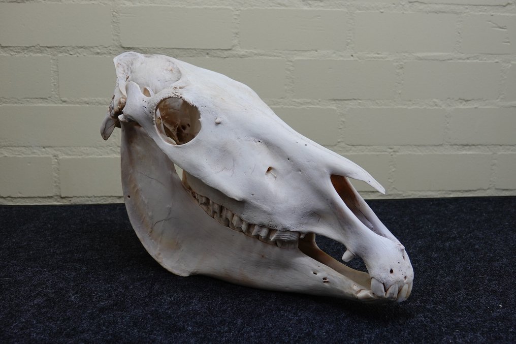 Plains Zebra Skull - Equus quagga - 20 cm - 27 cm - 48 cm- Non-CITES species #1.0