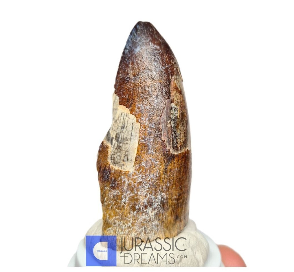 Fossiele tand - Top Huge Enormous Sarcosuchus imperator Crocodile Partial Tooth - Lower Cretaceous Elrhaz Fm  (Zonder Minimumprijs) #2.1