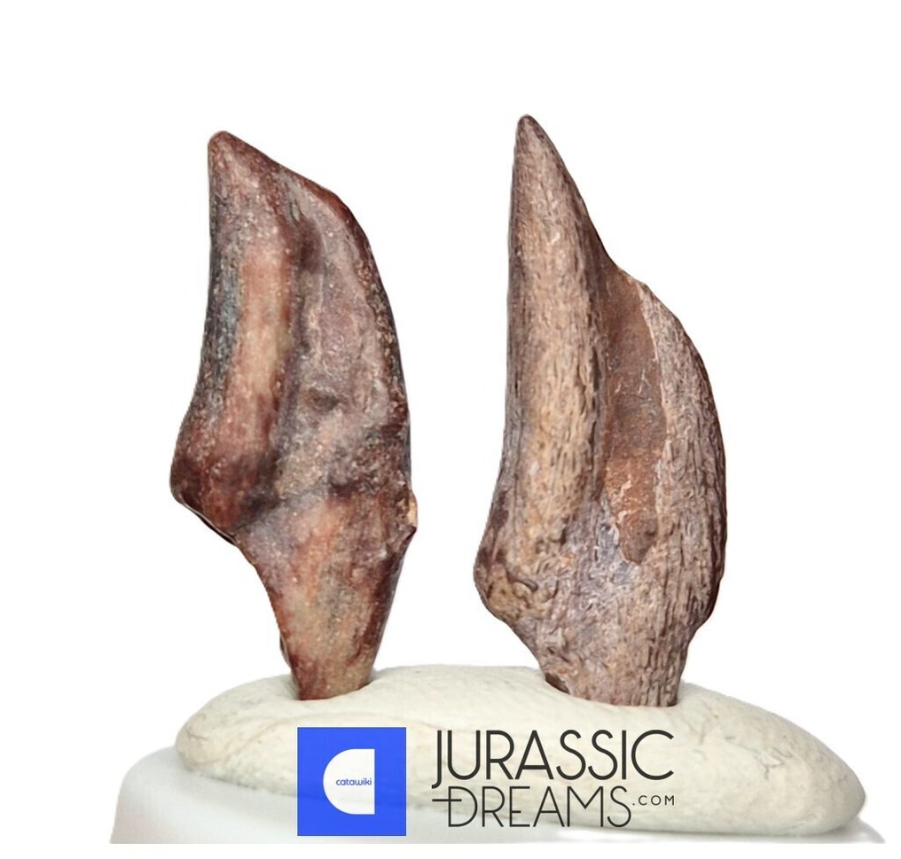 Artiglio fossilizzato - Set of 2 Rare Unidentified Theropod Dinosaur (cf Juvenile Spinosaurid Suchomimus) Foot Claws #1.0
