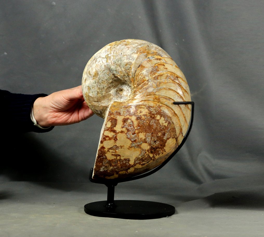 精细的鹦鹉螺，带有 calcit - 两面已清洁 - 放置在定制支架上。 - 動物化石 - Cenoceras arariformis ( 26 cm ) #1.0