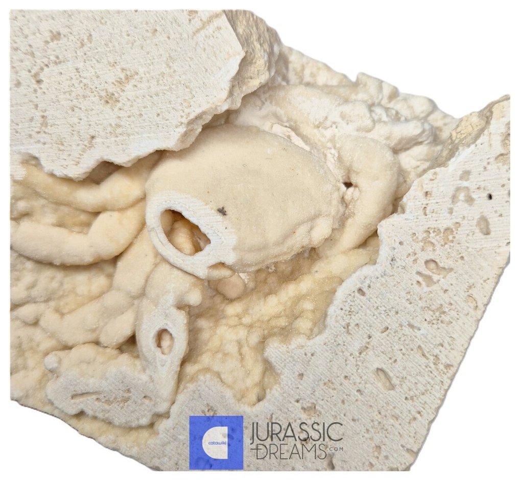 Unusual Huge Fossil Crab (Potamon) Preserved in Travertine - Turkey Location - Fossil skeleton #2.1