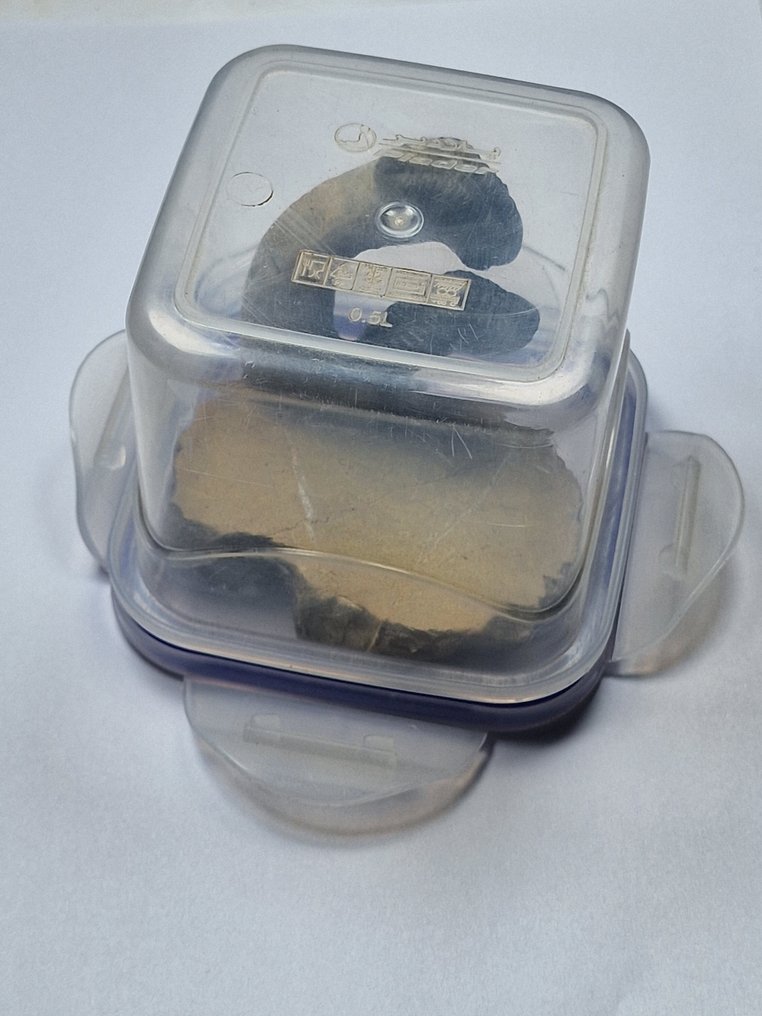 Trilobite - Animal fossilisé - Phacops - 8 cm #2.1