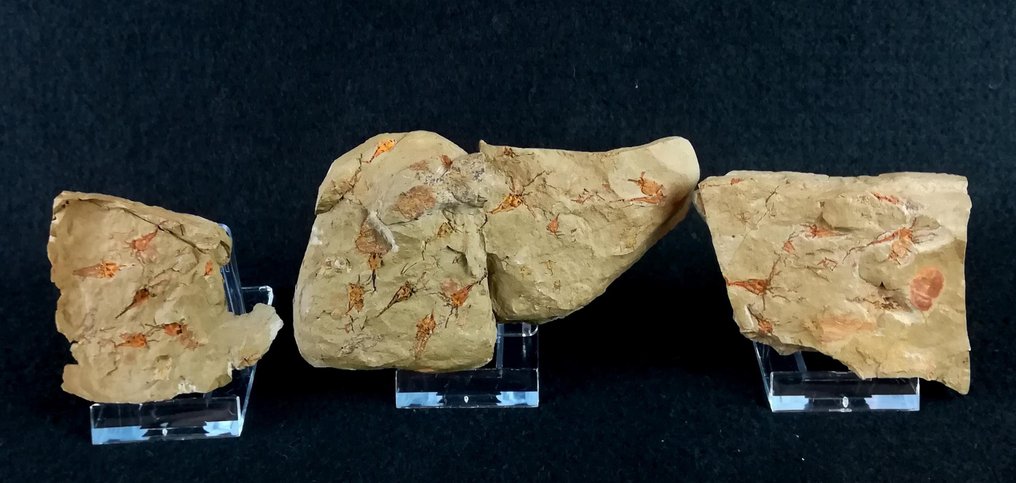 Primitive echinoderms - Eocrinoidea!!! - Fossilised animal - Rhopalocystis fraga (Chauvel, 1971) - 11 cm - 7 cm #2.1