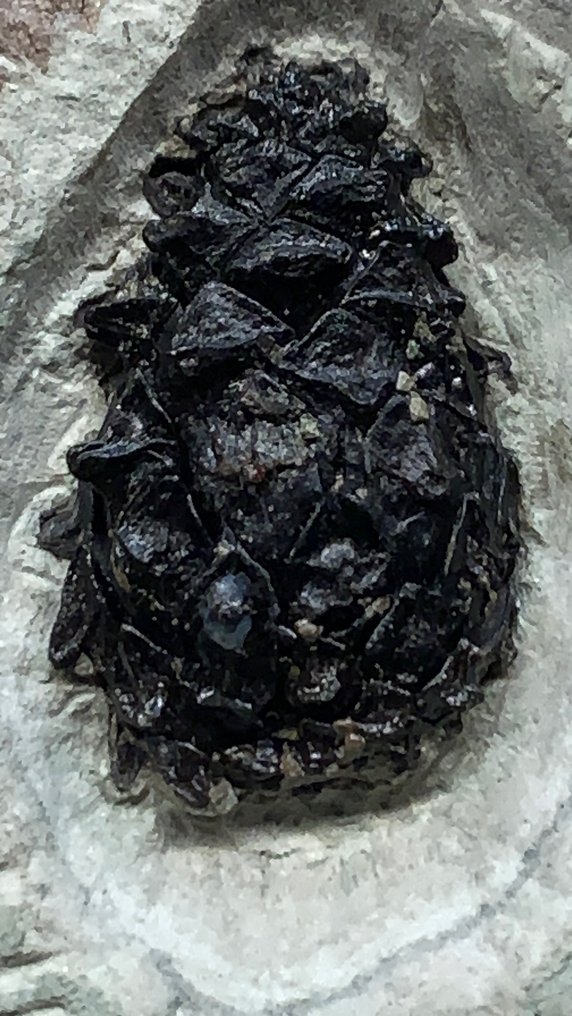 Fossiele dennenappel - Fossiele plaatmatrix - 16 cm - 11 cm (Zonder Minimumprijs) #1.0