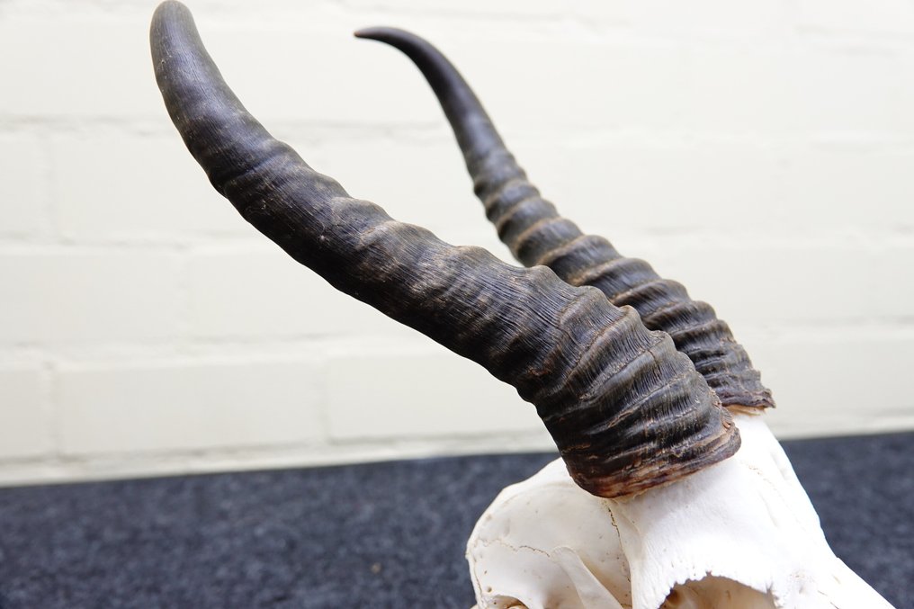 Springbok Κρανίο - Antidorcas marsupialis - 0 cm - 0 cm - 0 cm- non-CITES species #2.1