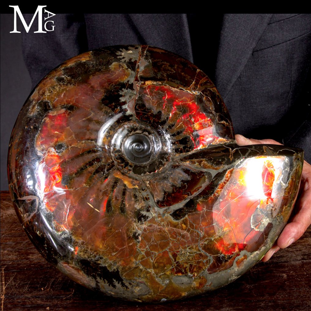 超级棒！！！这是菊石中的“劳斯莱斯” Craspedodiscus discofalcatus（俄罗斯，乌里扬诺夫斯克） - 高度: 295 mm - 宽度: 255 mm- 5870 g #2.1