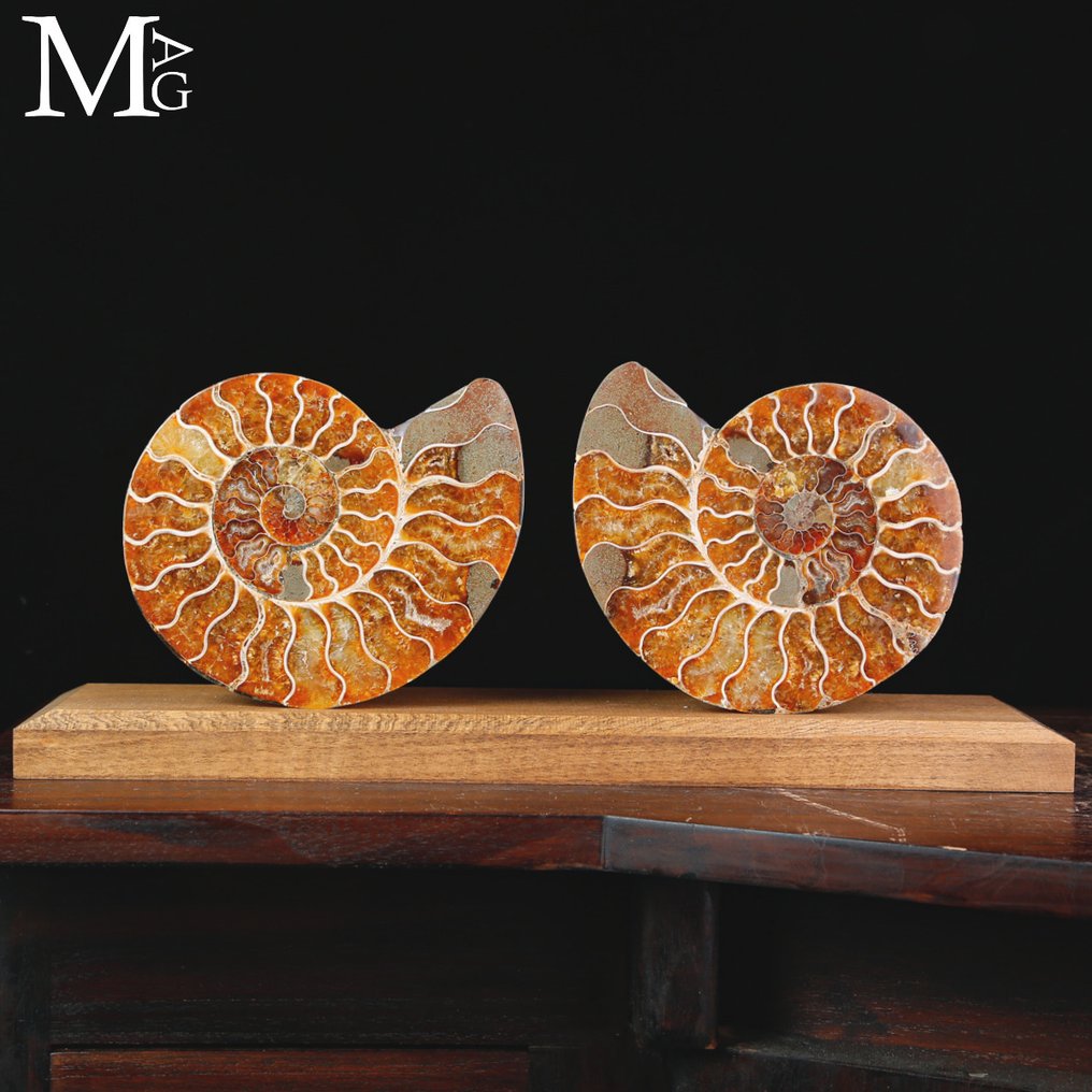 Prehistoric Elegance: Cleoniceras Sectioned - Fascinating Fossilized Ammonite - Base - Height: 400 mm - Width: 165 mm- 1611 g #1.0