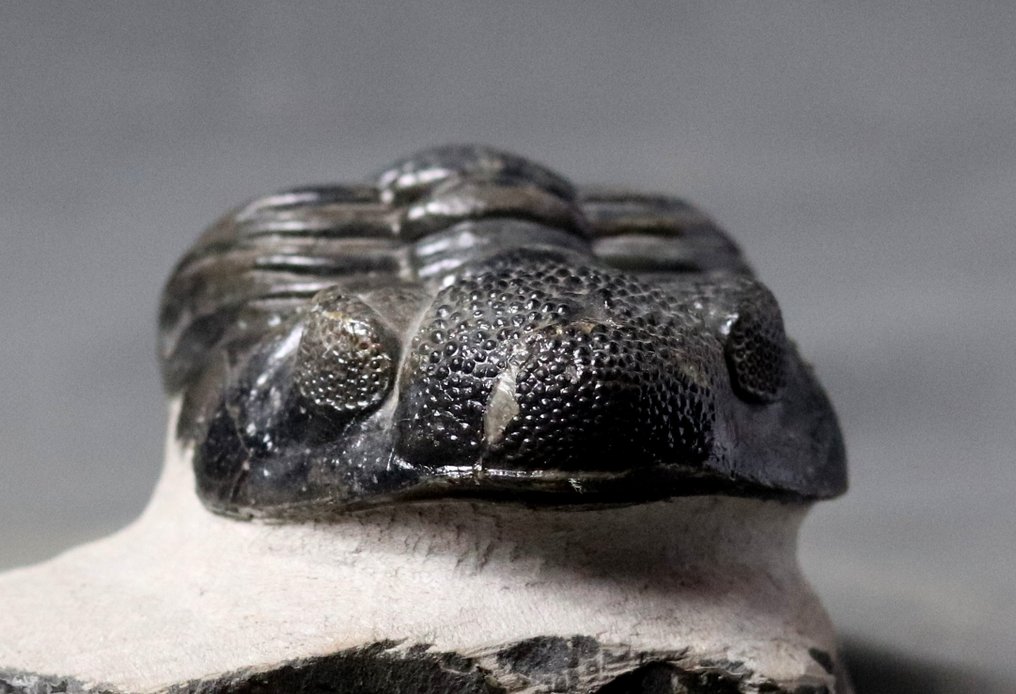 Un grande trilobite fossile (11,5 cm se esteso) - Animale fossilizzato - Drotops megalomanicus #4.3