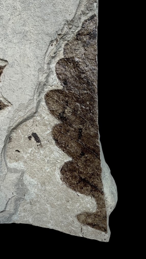 Fossile Blätter - Fossilplattenmatrix - Foglie fossili - 30 cm - 24 cm #4.3