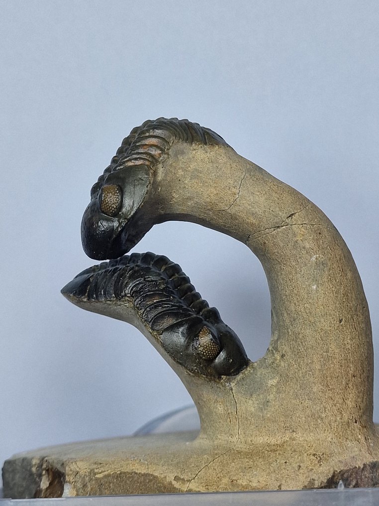 Trilobite - Animal fossilisé - Phacops - 8 cm #1.0