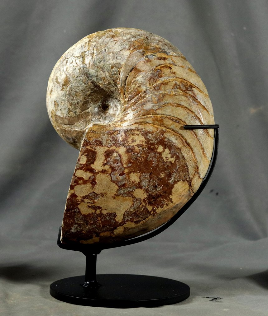 精细的鹦鹉螺，带有 calcit - 两面已清洁 - 放置在定制支架上。 - 動物化石 - Cenoceras arariformis ( 26 cm ) #2.1