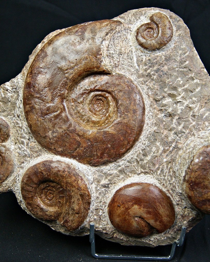 Ammonit - Fossil matrix - Diversos géneros de Ammonoidea y otros invertebrados marinos #2.1