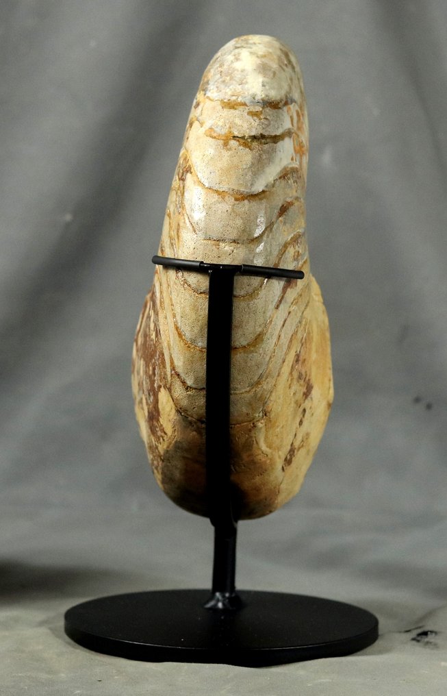 精细的鹦鹉螺，带有 calcit - 两面已清洁 - 放置在定制支架上。 - 動物化石 - Cenoceras arariformis ( 26 cm ) #4.3