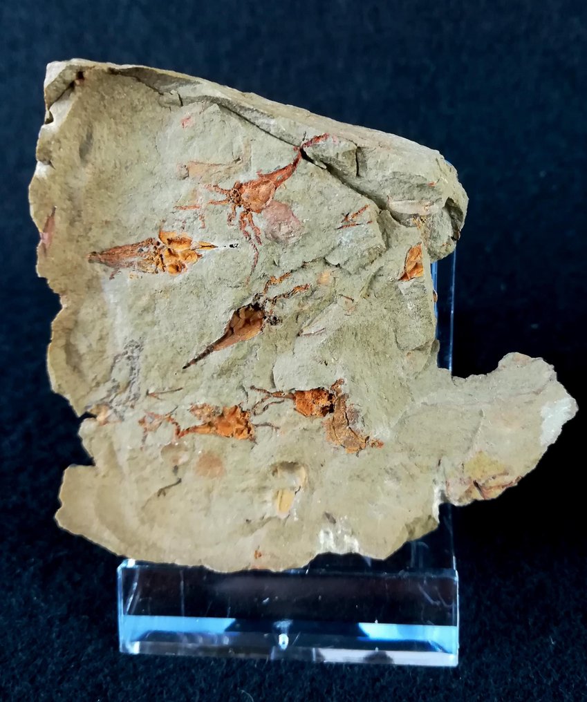 Primitive echinoderms - Eocrinoidea!!! - Fossilised animal - Rhopalocystis fraga (Chauvel, 1971) - 11 cm - 7 cm #4.3