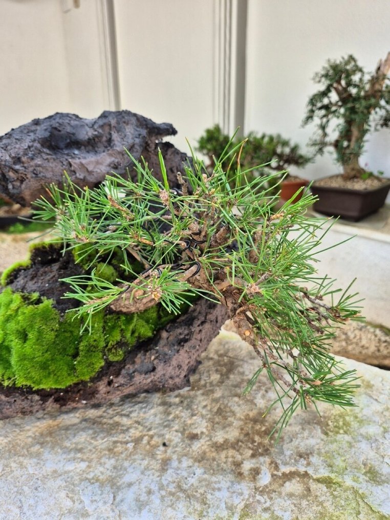 Black Pine Bonsai on Stone - Collection Piece - Height (Tree): 30 cm - Depth (Tree): 20 cm - Japan #2.1