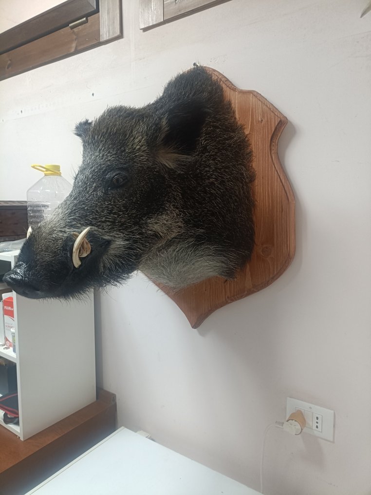 野豬 標本牆壁支架 - Sua scofa - 70 cm - 40 cm - 80 cm #2.1