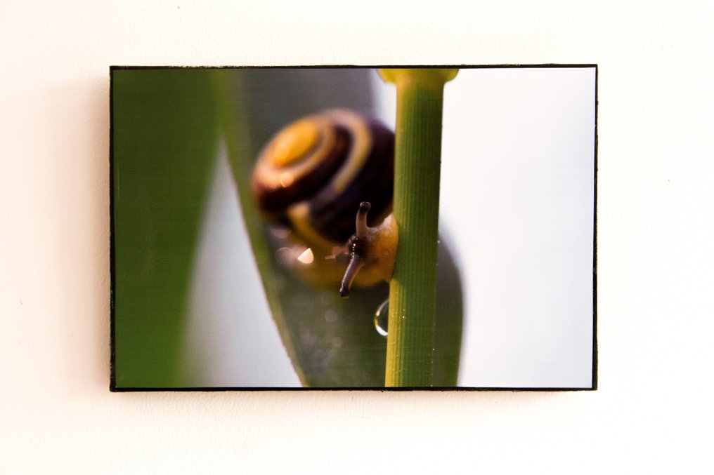 Isabella Tahmassian - Good morning! - No reserve price #1.0