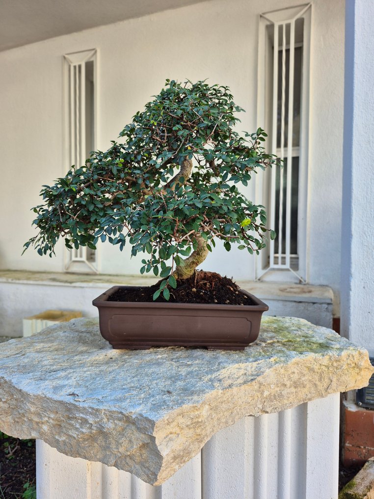 Bonsai of Chinese Elm - Height (Tree): 39 cm - Depth (Tree): 35 cm - Japan #2.1