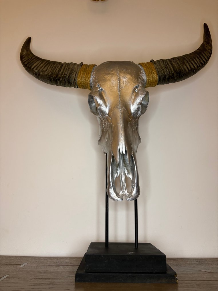 Buffle Crâne - Bubalus arnee bubalis - 80 cm - 80 cm - 25 cm- Espèces non-CITES - (1) #3.2